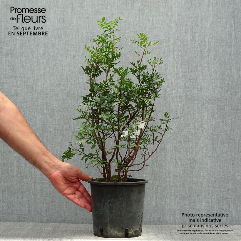 Spécimen de Pistacia lentiscus - Lentisque pistachier Pot de 2L/3L tel que livré en automne