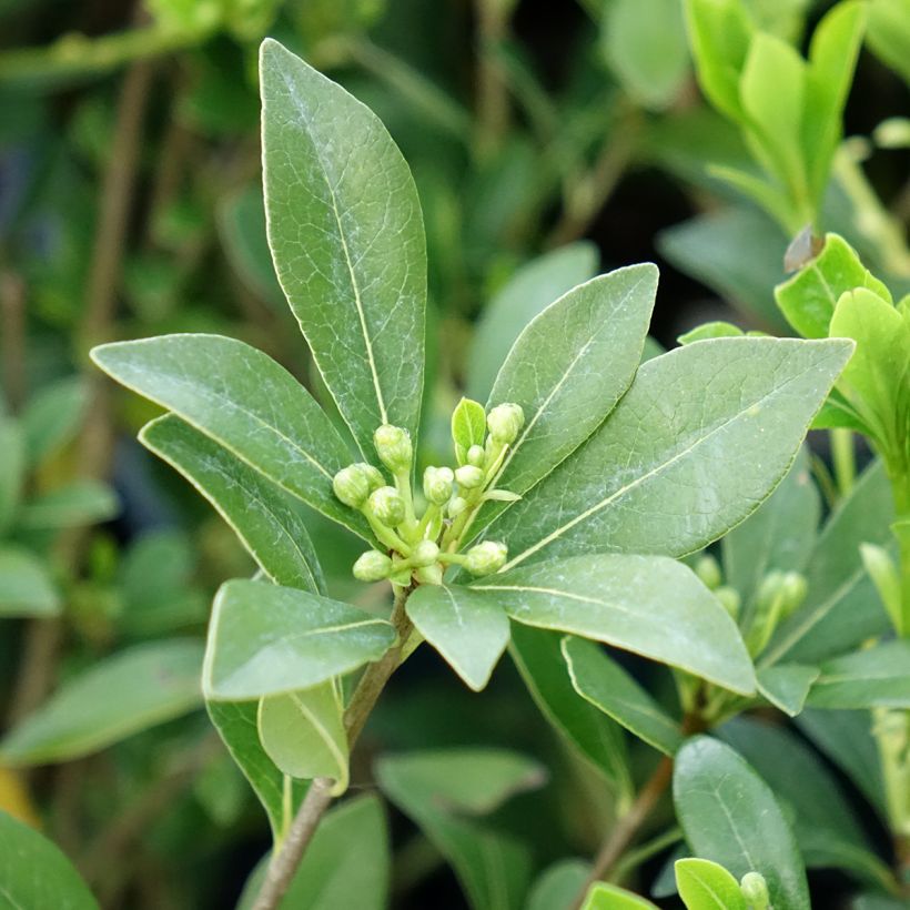 Pittosporum heterophyllum Quissac - Pittospore à feuilles variables (Feuillage)