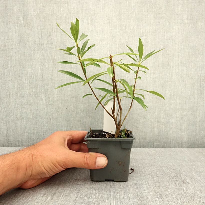 Spécimen de Pittosporum heterophyllum Quissac - Pittospore à feuilles variables Godet de 8/9 cm tel que livré en été