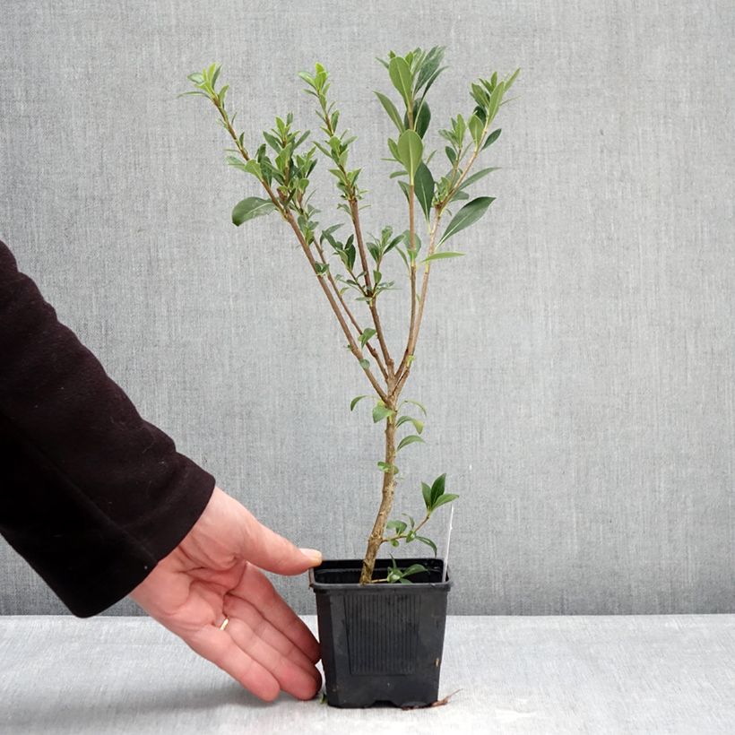 Spécimen de Pittosporum heterophyllum Quissac - Pittospore à feuilles variables Godet de 8/9 cm tel que livré en hiver
