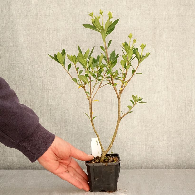 Spécimen de Pittosporum heterophyllum Quissac - Pittospore à feuilles variables Godet de 8/9 cm tel que livré au printemps