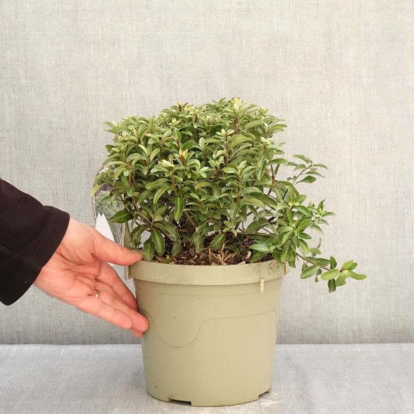 Spécimen de Pittosporum Orbitea - Pittosporum à petites feuilles Pot de 3L/4L tel que livré en hiver
