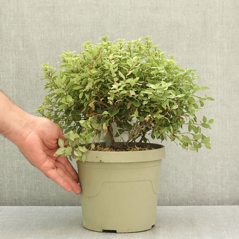 Spécimen de Pittosporum tenuifolium Beach Ball - Pittospore à petites feuilles Pot de 3L/4L tel que livré en été