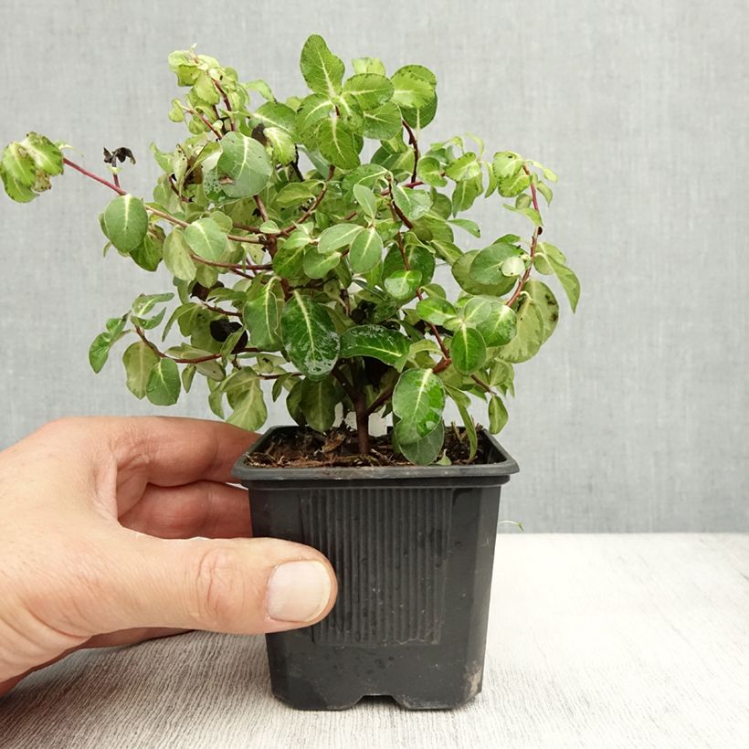 Spécimen de Pittosporum tenuifolium Brin de Soleil Godet de 8/9 cm tel que livré en automne