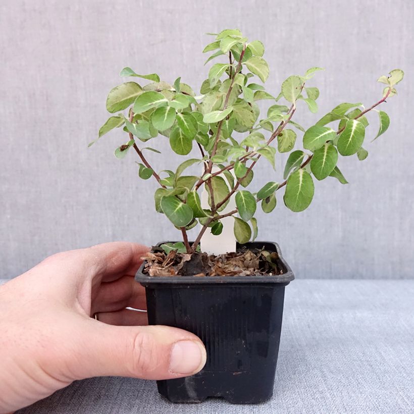 Spécimen de Pittosporum tenuifolium Brin de Soleil Godet de 8/9 cm tel que livré en hiver