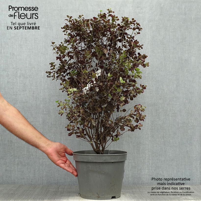 Spécimen de Pittosporum tenuifolium Dark Diva - Pittospore à petites feuilles Pot de 4L/5L tel que livré en automne