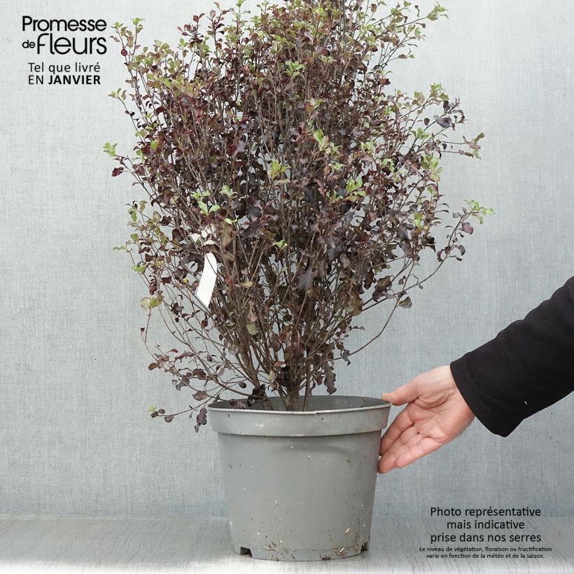 Spécimen de Pittosporum tenuifolium Dark Diva - Pittospore à petites feuilles Pot de 4L/5L tel que livré en hiver
