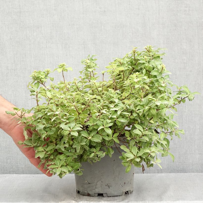 Spécimen de Pittosporum tenuifolium Golden Ball Pot de 2L/3L tel que livré en été
