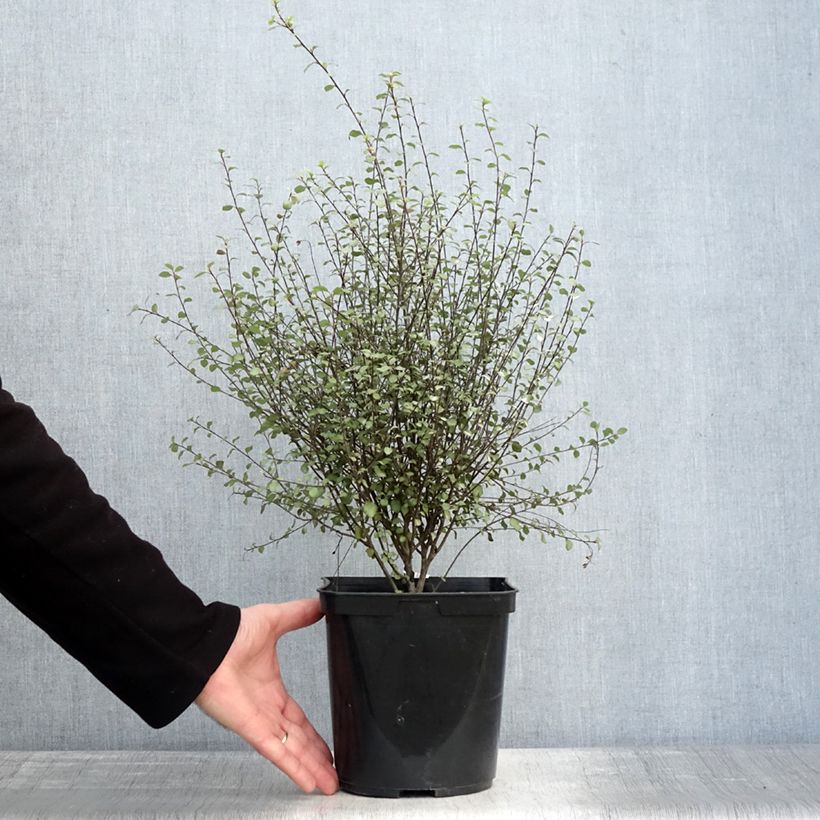 Spécimen de Pittosporum tenuifolium Green Elf Pot de 4L/5L tel que livré en hiver