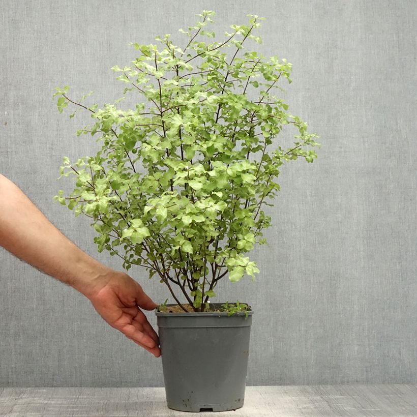 Spécimen de Pittosporum tenuifolium Green Elf Pot de 4L/5L tel que livré au printemps