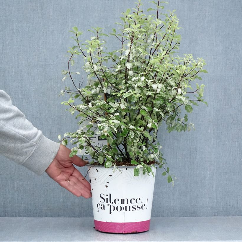 Spécimen de Pittosporum tenuifolium Irene Patterson Pot de 4L/5L tel que livré en été