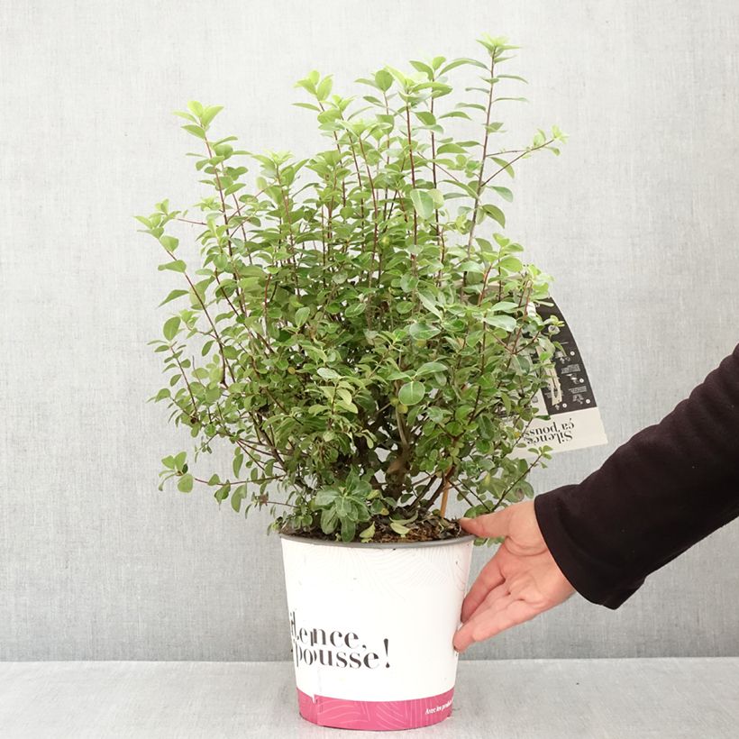 Spécimen de Pittosporum tenuifolium Irish Luck - Pittospore à petites feuilles Pot de 2L/3L tel que livré en automne