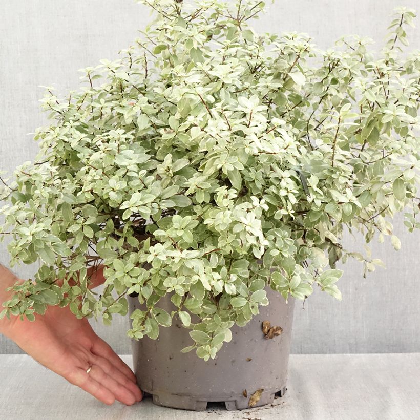 Spécimen de Pittosporum tenuifolium Silver Ball Pot de 7,5L/10L, Boule 30/40 tel que livré en automne