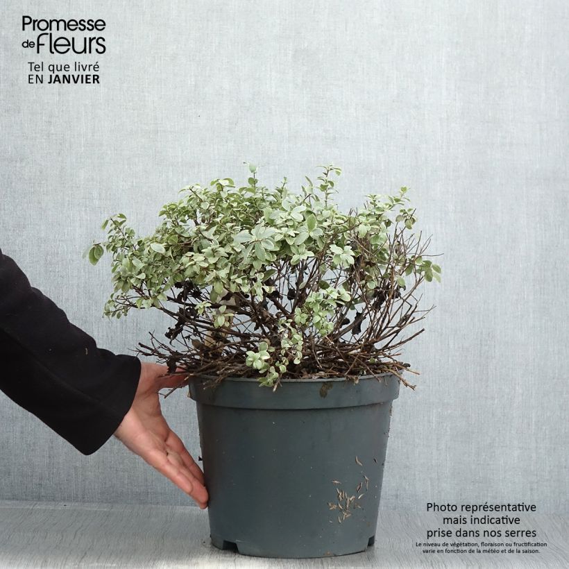 Exemplar von Pittosporum tenuifolium Silver Ball Topf mit 7,5L/10L wie im Winter geliefert