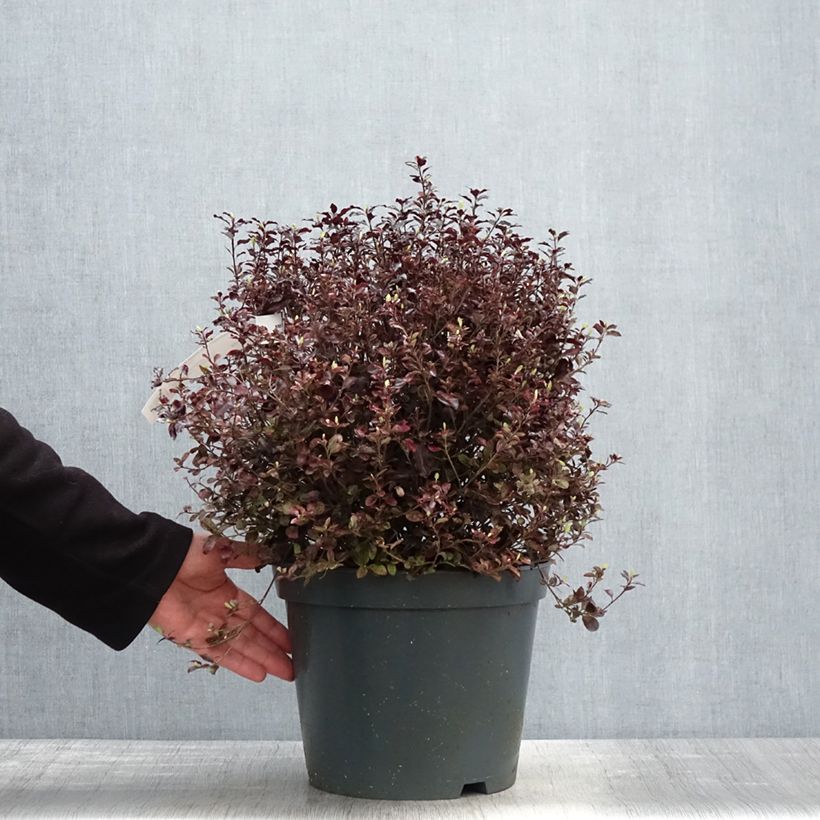 Pittosporum tenuifolium Tom Thumb - Kohuhu 6L/7L pot sample as delivered in spring