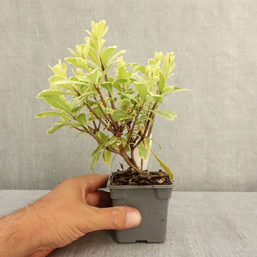 Spécimen de Pittosporum tobira nana Neige du mont Ventoux Godet de 8/9 cm tel que livré en été