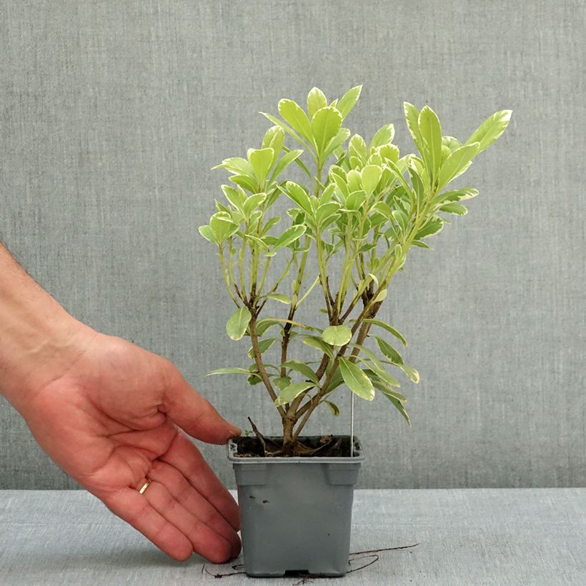 Spécimen de Pittosporum tobira nana Neige du mont Ventoux Godet de 8/9 cm tel que livré au printemps
