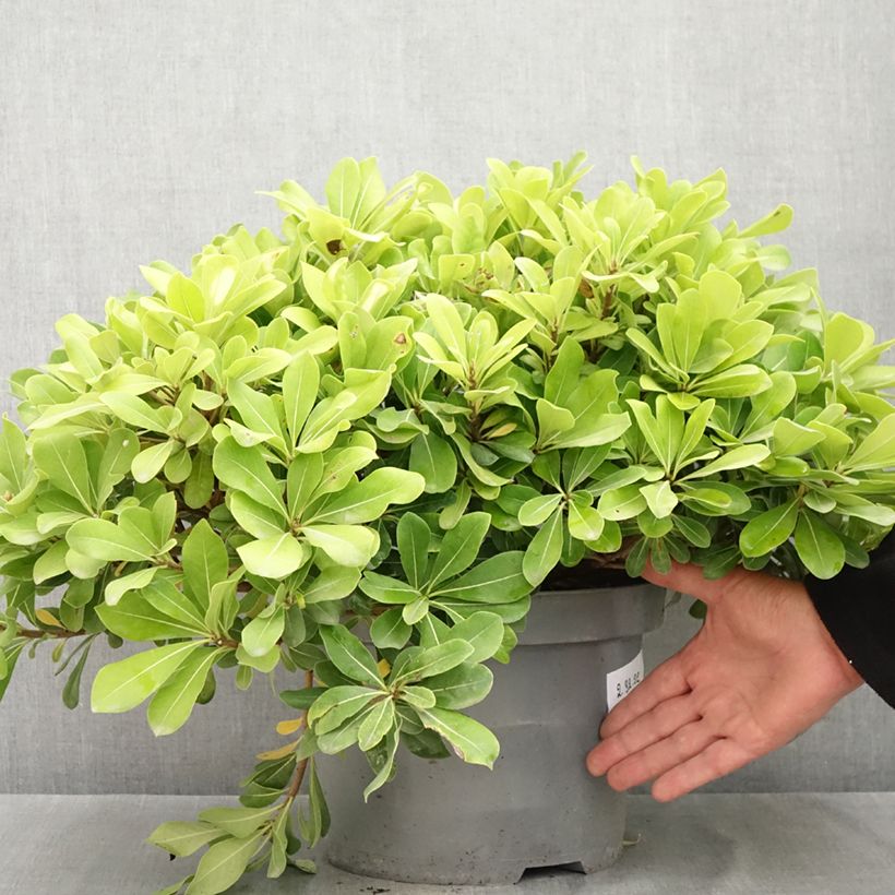 Spécimen de Pittosporum tobira Nanum Pot de 7,5L/10L tel que livré en été