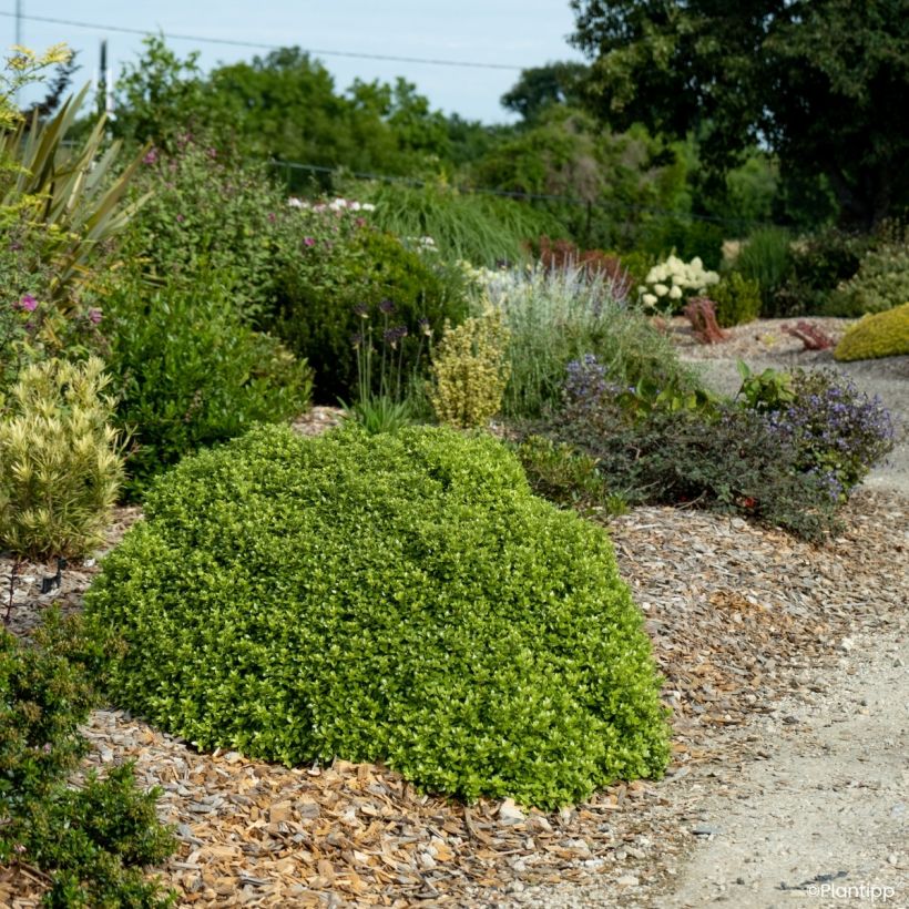 Pittosporum tenuifolium Beach Ball - Pittospore à petites feuilles (Port)