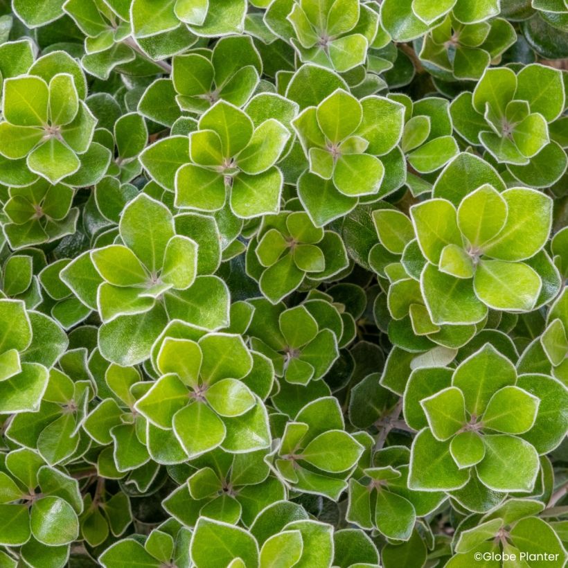 Pittosporum crassifolium Pot Belly - Pittospore à feuilles épaisses (Feuillage)