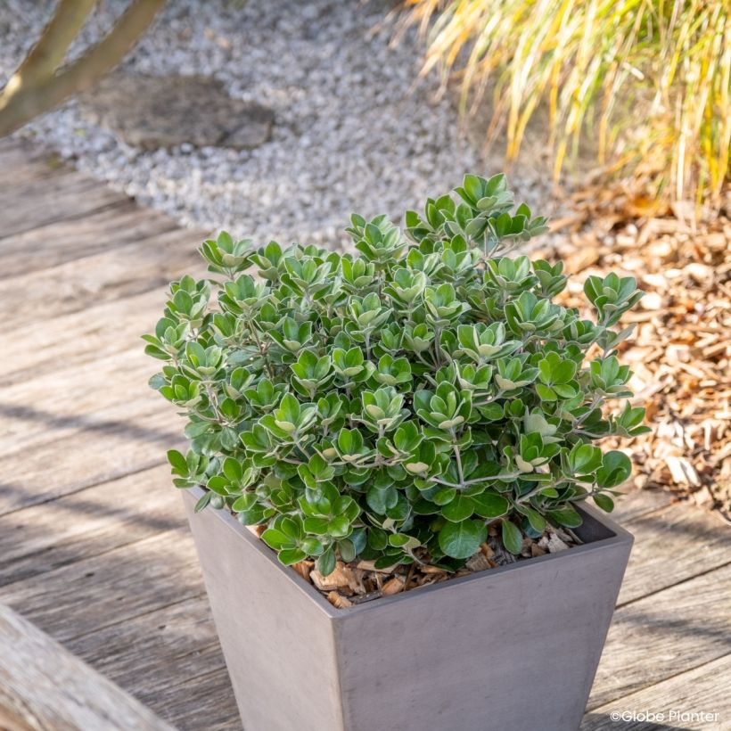 Pittosporum crassifolium Pot Belly - Pittospore à feuilles épaisses (Port)