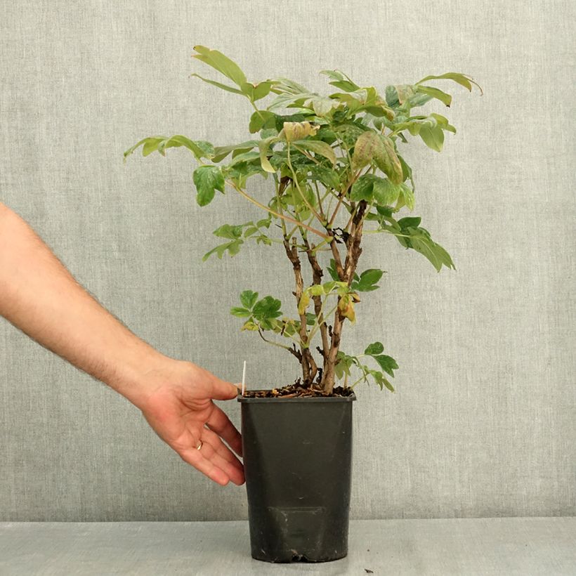 Spécimen de Pivoine arbustive 02 Bai Yuan Hong Xia - Paeonia suffruticosa Pot de 2L/3L tel que livré en été
