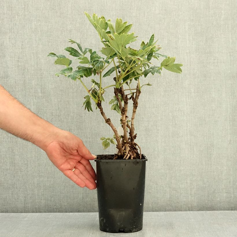 Spécimen de Pivoine arbustive 08 Juan Ye Hong - Paeonia suffruticosa Pot de 2L/3L tel que livré en été