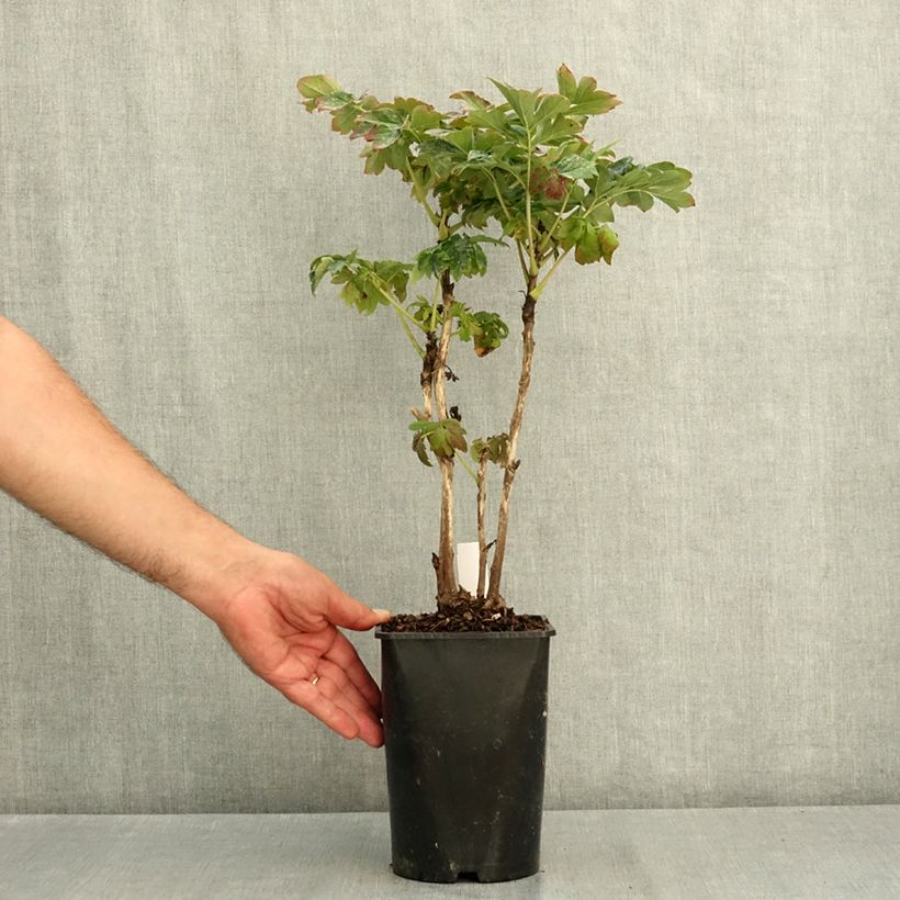 Spécimen de Pivoine arbustive 09 Lu He Hong - Paeonia (x) suffruticosa Pot de 2L/3L tel que livré en été