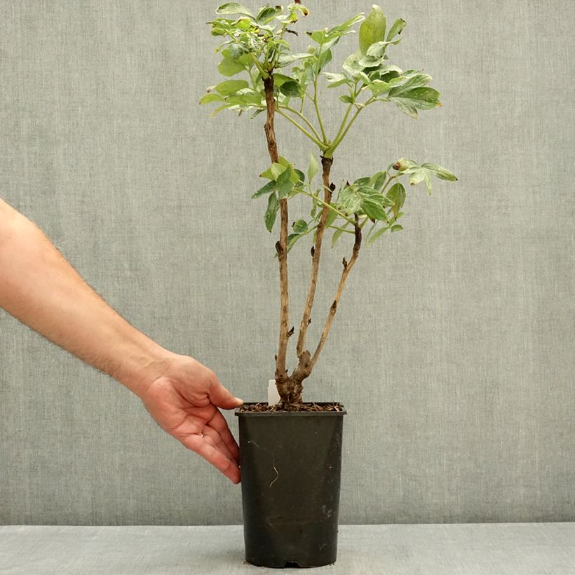 Spécimen de Pivoine arbustive Fen He Piao Jiang - Paeonia suffruticosa Pot de 2L/3L tel que livré en été
