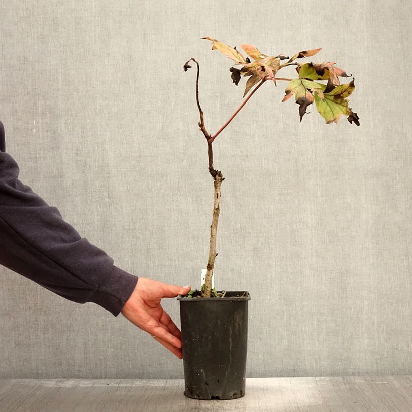 Spécimen de Pivoine arbustive Jin Ge - Paeonia suffruticosa Pot de 2L/3L tel que livré en automne