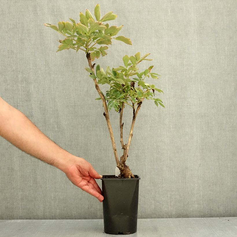 Spécimen de Pivoine arbustive Xue Ta - Paeonia suffruticosa Pot de 2L/3L tel que livré en été