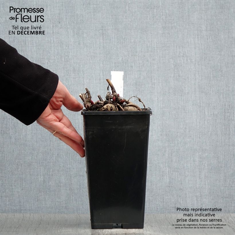 Spécimen de Pivoine Blaze Pot de 3L/4L tel que livré en hiver
