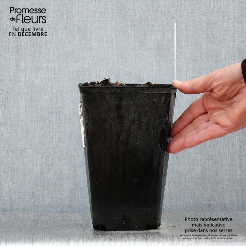 Spécimen de Pivoine Claire de Lune Pot de 3L/4L tel que livré en hiver