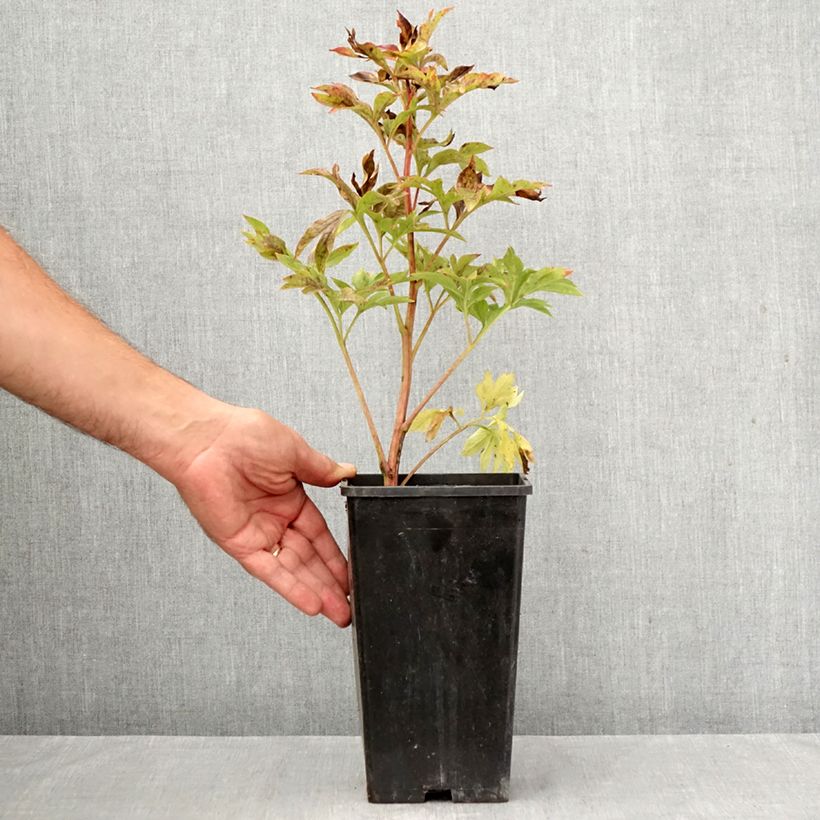 Spécimen de Pivoine Coral Sunset Pot de 3L/4L tel que livré en automne