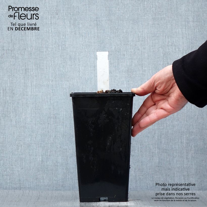 Spécimen de Pivoine Coral Sunset Pot de 3L/4L tel que livré en hiver