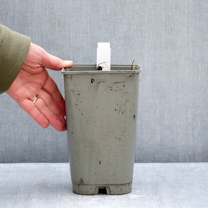 Spécimen de Pivoine emodi Late Windflower - Pivoine botanique Pot de 3L/4L tel que livré en hiver