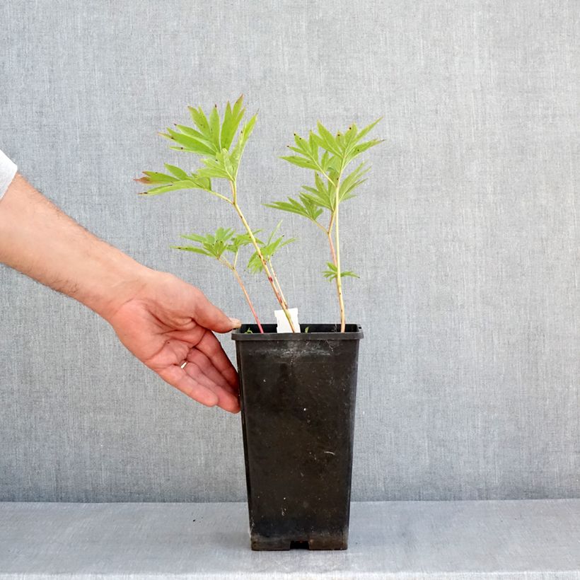 Spécimen de Pivoine emodi Late Windflower - Pivoine botanique Pot de 3L/4L tel que livré au printemps