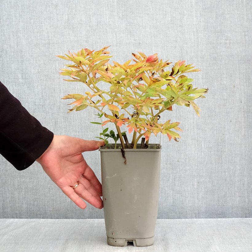 Spécimen de Pivoine Flame Pot de 3L/4L tel que livré en automne