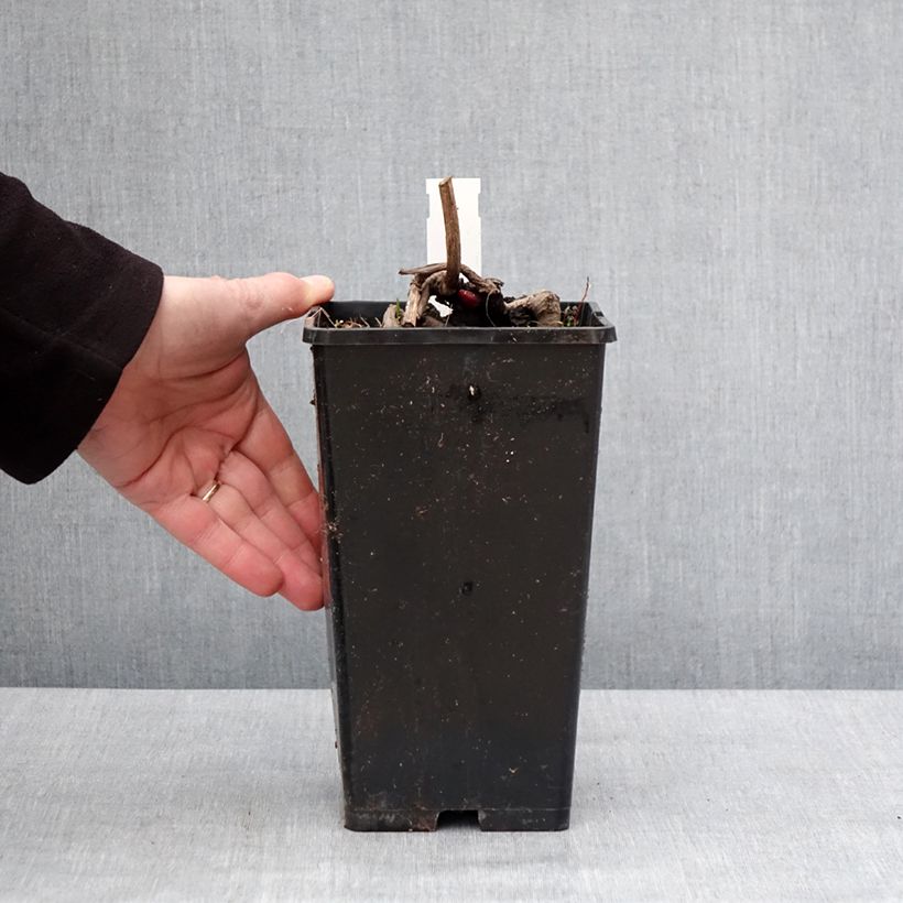 Spécimen de Pivoine Flame Pot de 3L/4L tel que livré en hiver