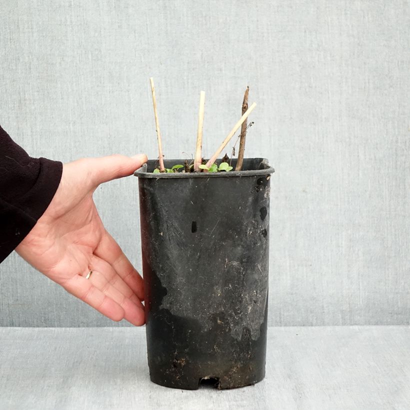 Spécimen de Pivoine Itoh Callies Memory Pot de 3L/4L tel que livré en automne