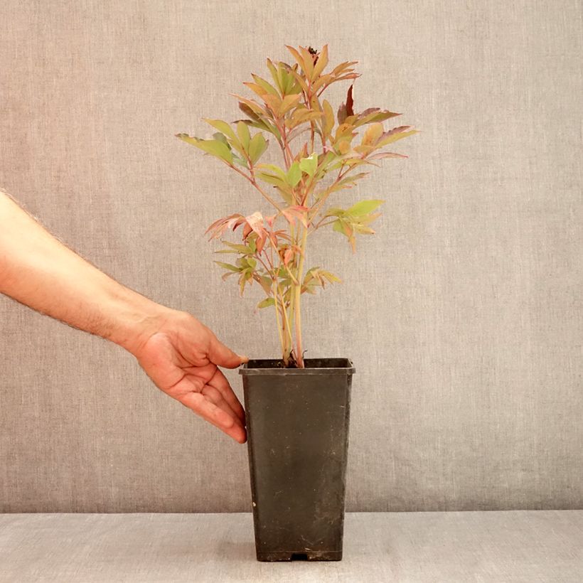 Spécimen de Pivoine Itoh Callies Memory Pot de 3L/4L tel que livré en été