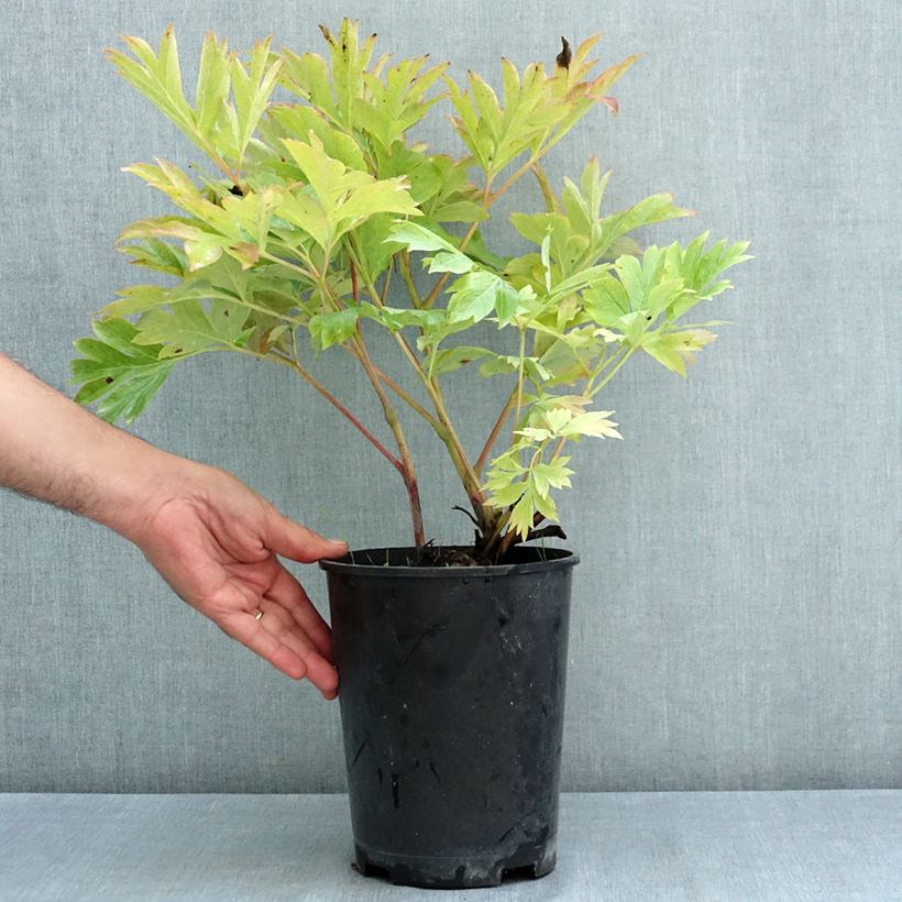 Spécimen de Pivoine Itoh Canary Brillant Pot de 3L/4L tel que livré en été
