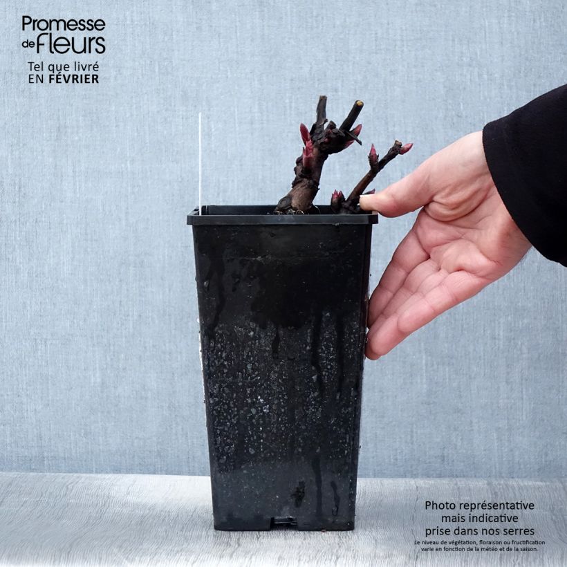 Spécimen de Pivoine Itoh Canary Brillant Pot de 3L/4L tel que livré en hiver