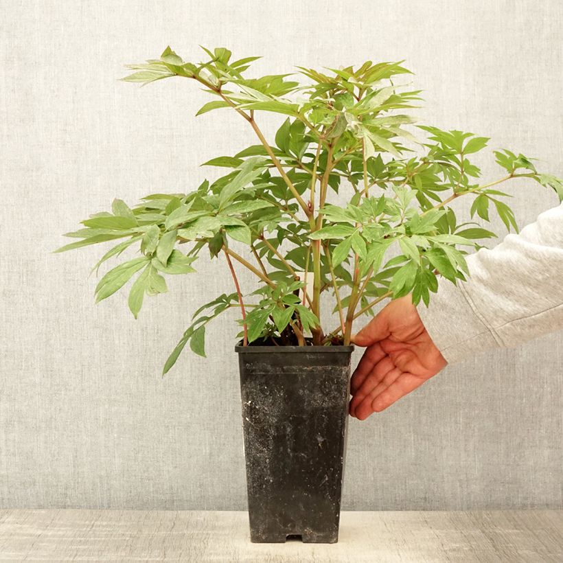 Spécimen de Pivoine Itoh Canary Brillant Pot de 3L/4L tel que livré au printemps