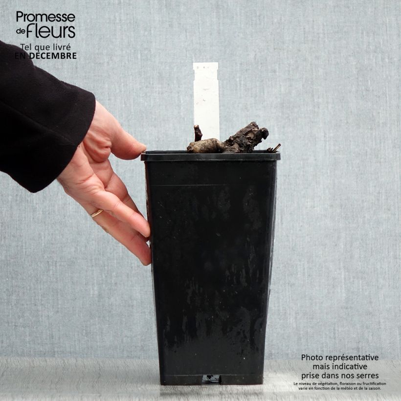 Spécimen de Pivoine Itoh First Arrival Pot de 3L/4L tel que livré en hiver