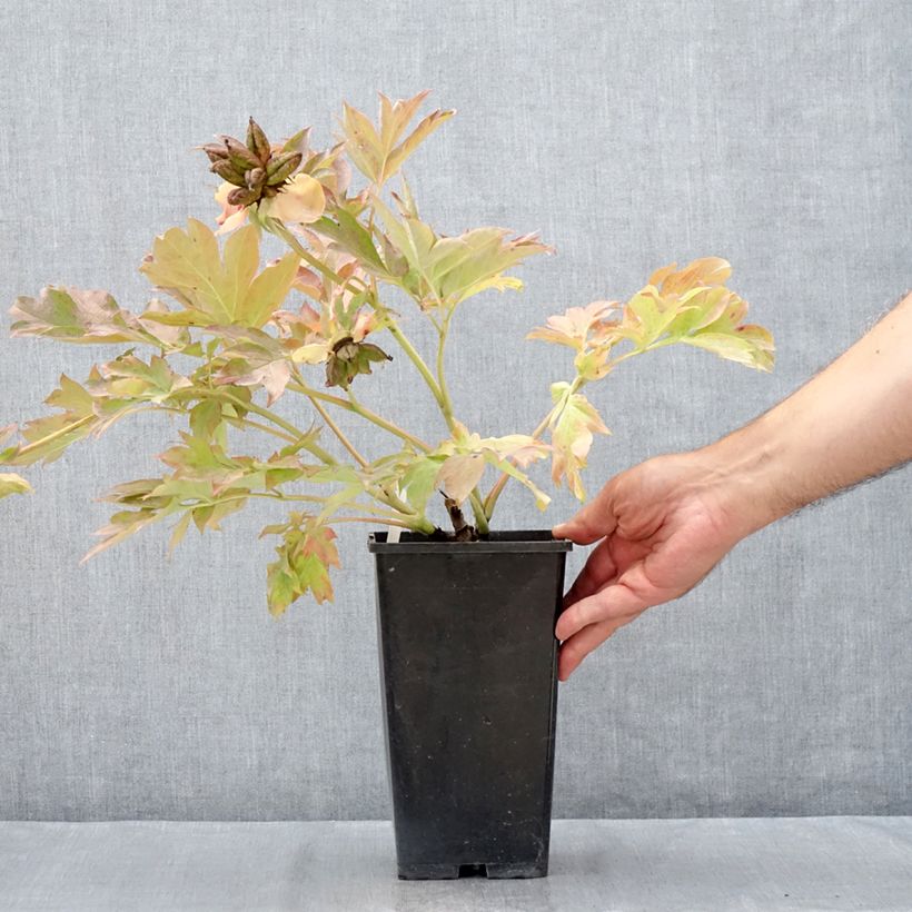 Spécimen de Pivoine Itoh Garden Treasure Pot de 4L/5L tel que livré en été