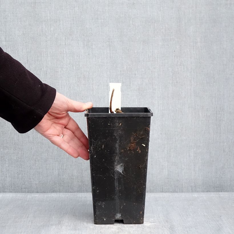 Spécimen de Pivoine Itoh Garden Treasure Pot de 4L/5L tel que livré en hiver