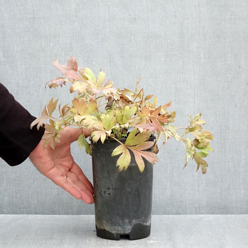 Spécimen de Pivoine Itoh Hillary Pot de 3L/4L tel que livré en automne