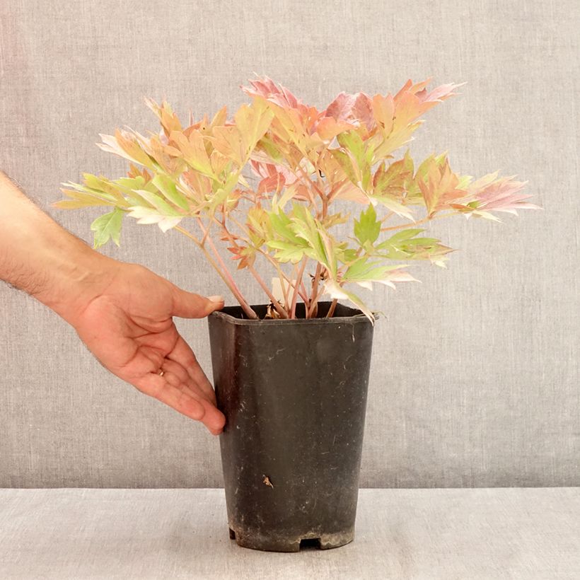 Spécimen de Pivoine Itoh Hillary Pot de 3L/4L tel que livré en été