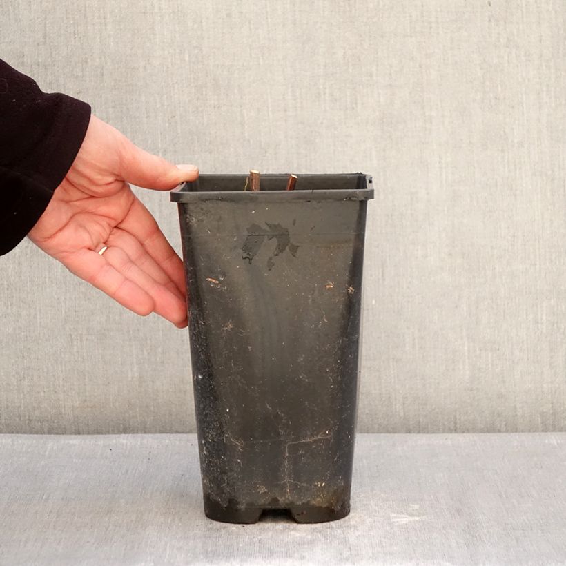 Spécimen de Pivoine Itoh Hillary Pot de 3L/4L tel que livré en hiver